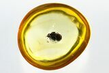 Detailed Fossil Lady Bug (Coccinellidae) in Baltic Amber - Uncommon #310907-1